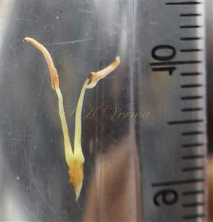  Stamens